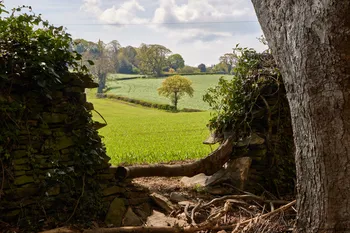 Field through wall.jpg